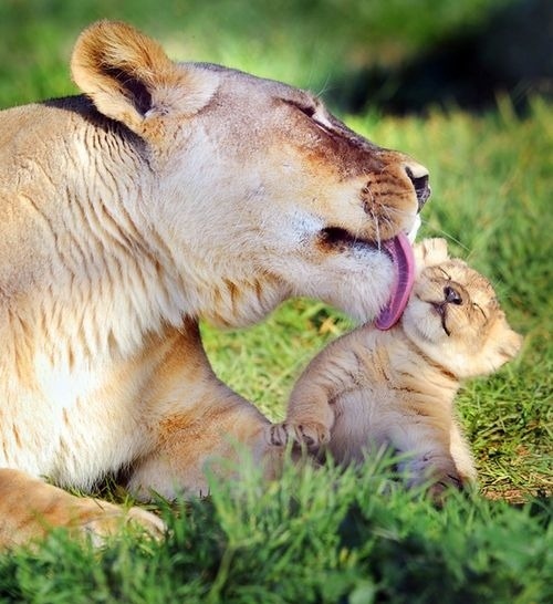 urlesque:  Baby Lions with Their Mothers 