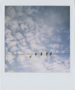 acaptureaday:  One of my favorite images to come out of my SX-70. 