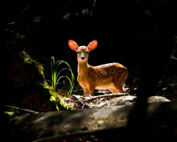 magicalnaturetour:  Photo by Jimmy Hardison :) 