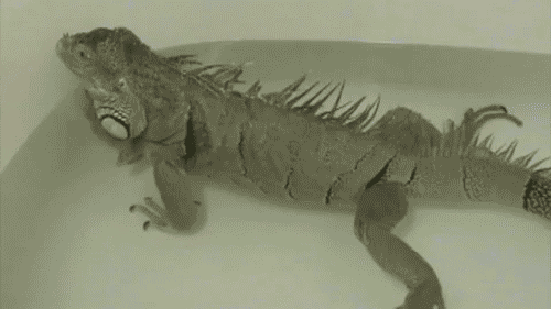 lampsarepeople2:  everyone can we just be thankful that there is a gif of an iguana