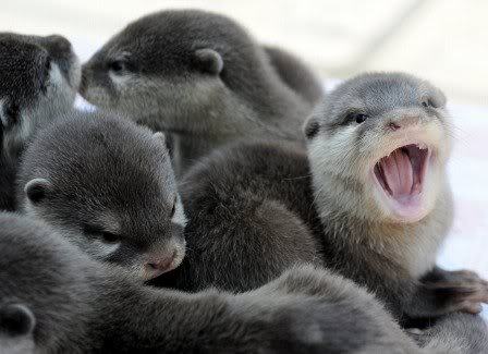 Boosmörgåsbord