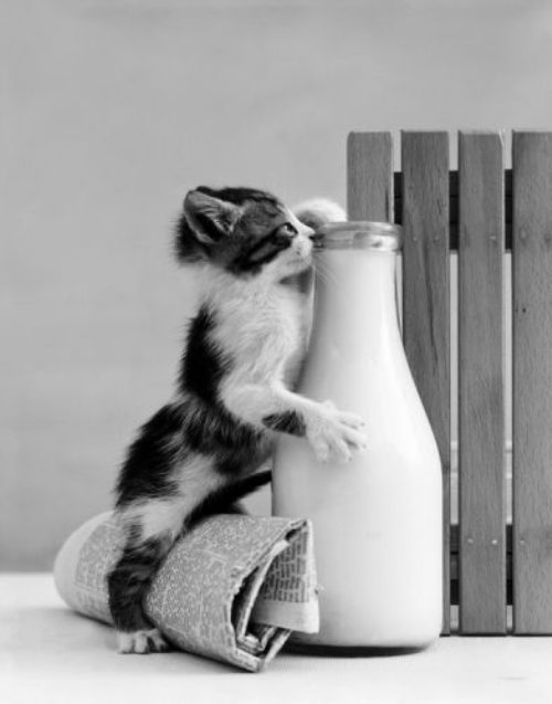 C’est quoi cette bouteille de lait ???…