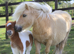 fuckyeah-cuteanimals:  Nuzzling (by Dominic