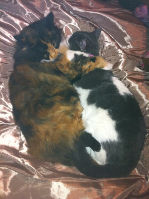 Buddha and QuanYin - my girls :)Qua [ItsPainfullyCute] says: “I love when kitties cuddle. It