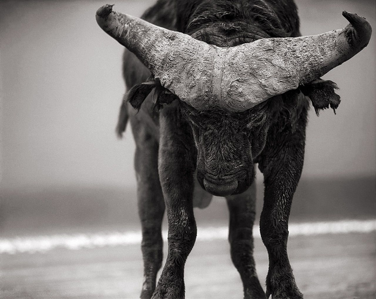 Buffalo with lowered head, Amboseli photo by Nick Brandt; A Shadow Falls series,