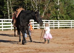 damnedoldrodeo:  “Siring it” AQHA Stallion 