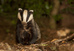 magicalnaturetour:  Badger (by Jamie Hall 78) :) 