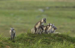 magicalnaturetour:  Artic Foxes by Kjartan Trana :) 