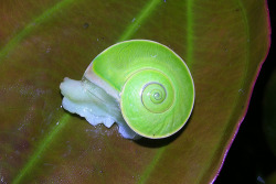 loveforearth:  Green snail (Rhinocochlis