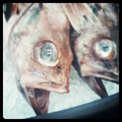 Messin Around At The Korean Market (Taken With Instagram)