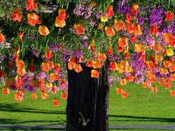 sunsurfer:  Actual Tulip Tree, Victoria, British Columbia photo By ecstaticist 