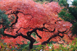 salveo:  Japanese Maple (by sue olson) 