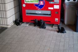 fmfy:  a quartet of black kittens -  IMGP2446 (via chez_sugi) 