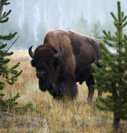 magicalnaturetour:  Buffalo by Vadim Balakin :) 