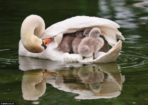 Pictures of cute things