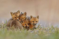 magicalnaturetour:  Fox-cubs after sunset by Lisa De Serres :) 