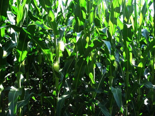 Corn (maize) field. I like the blue of the sky reflecting from the leaves.