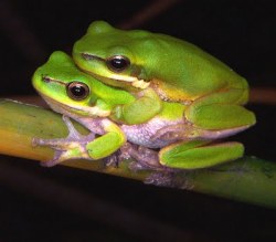 Even frogs need love….