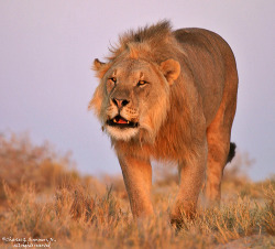 llbwwb:  Male Lion roaring as he approaches