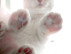 stunnerly:  cat paws are some of the best