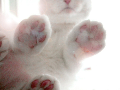stunnerly:  cat paws are some of the best adult photos