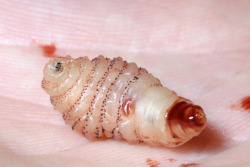 bodysnatched:  botfly larvae 