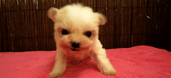hornycactus114:  justthefactsmaam:  aquarteratooth:  pinkdisney:  IT’S THE LITTLE LION PUPPY!  HE’S BACK! OOBUBUBBABY!  “Oh my god, he is precious!”  puppy!  GIVE ME NOW! 