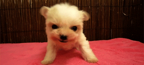 itsmemyselfandyou:  pinkdisney:  IT’S THE LITTLE LION PUPPY!  HE’S BACK! OOBUBUBBABY!  This might just be the cutest thing ever.  