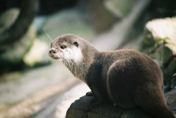 prevailing:  Otter (by Adam Harley) 