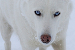 dearscience:  Snow dog (by snow dog 67) 