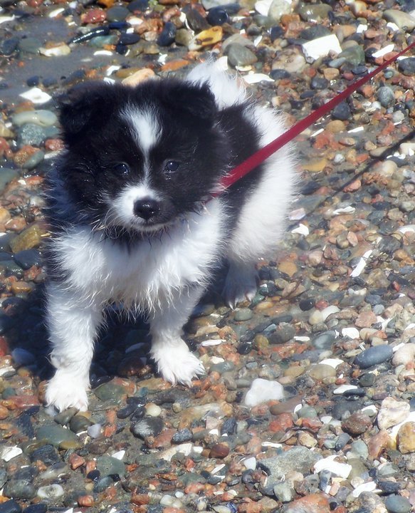 silentxdreams:  my puppy oreo :3 well…when he was a puppy lol 