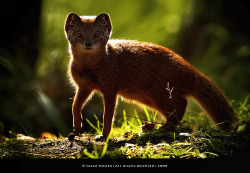 magicalnaturetour:  “I love it when a plan comes together” (by Edgar Thissen) ~ Happy Thursday lovely friends :) 
