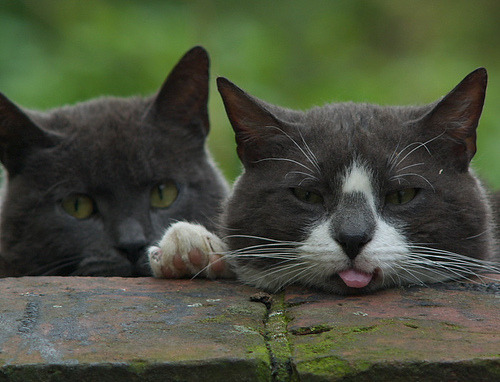 “Haha! Catch us if you can! Bbllppttthh!”
Photo by romainnescio