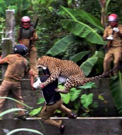 evangelworldorder:  thedailywhat:  When Animals Attack of the Day: A forest guard from the village of Prakash Nagar in West Bengal, India, is mauled by a male leopard that wandered into the area from a nearby wildlife sanctuary. Several villagers were
