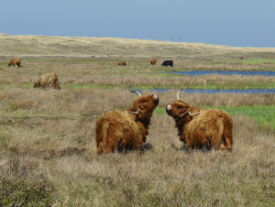 Dutch Prairie by B℮n on Flickr.