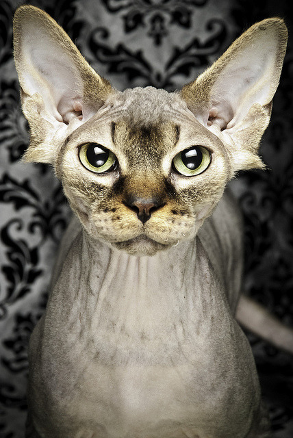 gorgeouscats