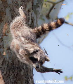 magicalnaturetour:  Flying Raccoon - Detail &amp; Story &amp; 30 more photos! (by Evan Animals) ~ Click through for the story of this flying raccoon :) 