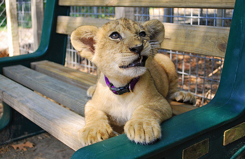 absolute-best-posts:  Visit Daily Animals for more Follow this blog, you will love