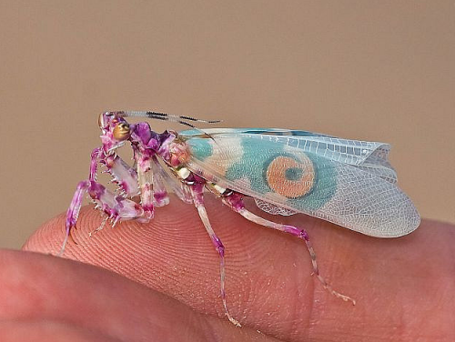 will-o-fire:djbeluga:sourcedumal:diasporadash: Spiny Flower Mantis (Pseudocreobotra sp.) from Easter