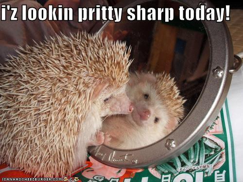 littleheat:  I can’t get over this hedgies expression!! 