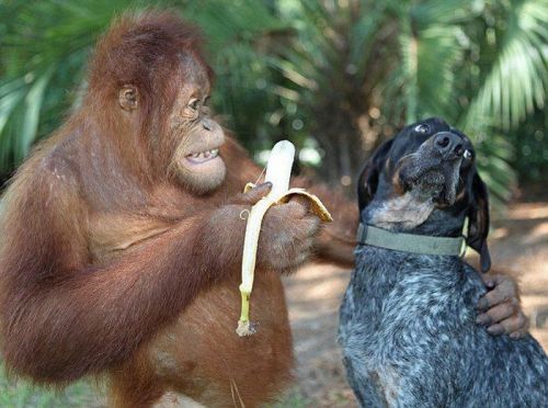 tindink:  ’ c’mon….try it, everyone likes bananas!’ 