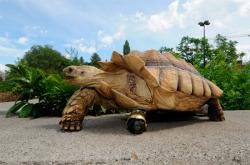 sloanfinley:  thedailywhat:  Six Million Dollar Tortoise of the Day: A 12-year-old African spur-thighed tortoise named Gamera (as if there is any other name for a tortoise) had to have his left front leg amputated after suffering a life-threatening severe
