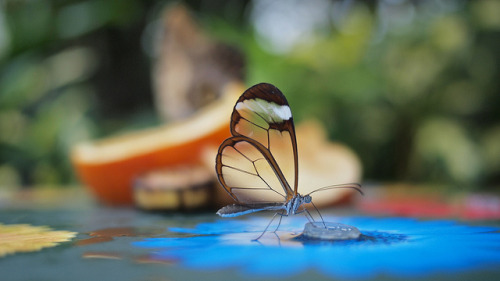 laughingsquid:The Incredible Glasswing Butterfly