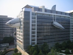 thatguywhosecretlylikesmermaids:   The Discovery Channel office building during Shark Week   aw the shark is wearing a building costume  