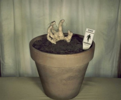 nerdorgeek:  Better than a Geranium, a Zombie Flower Pot 