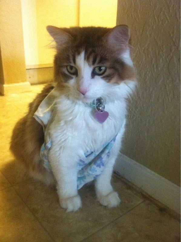 tinyandloud:  I was making a sandwich just a few minutes ago and heard the cat walk