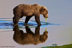 magicalnaturetour:  Pay No Mind by Buck Shreck :) 