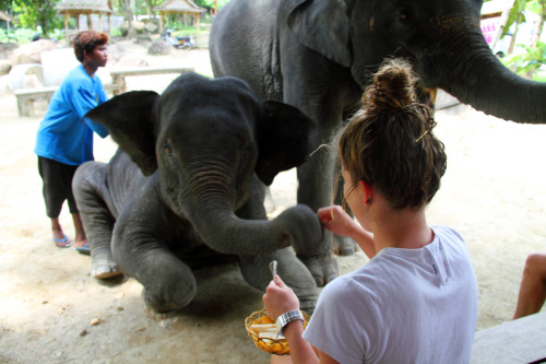 natuura:samueldhall:My sister feeding the baby elephants wow wow