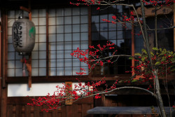 japanlove:  red berries and lantern by Sushicam