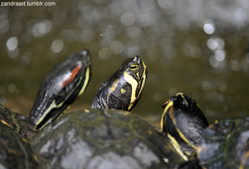 I LOVE TURTLES.Taken at the Villa Carlotta in Italy